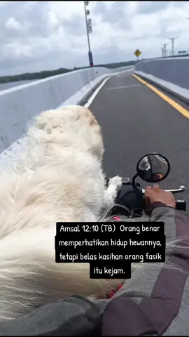 Amsal 12:10 (TB)  Orang benar memperhatikan hidup hewannya, tetapi belas kasihan orang fasik itu kejam.  I♥️ ANIMAL #fypppppppppppppppppppppp #fypppppppppppppp 