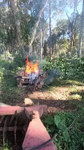 isso q é vontade de tomar chimarrão # erva de carijo