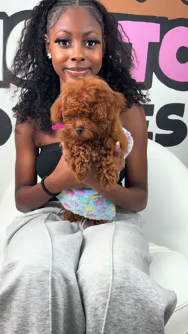 Another Satisfied Client 🐩❤️ #fancytoypoodles #teacuppoodle #redpoodle 