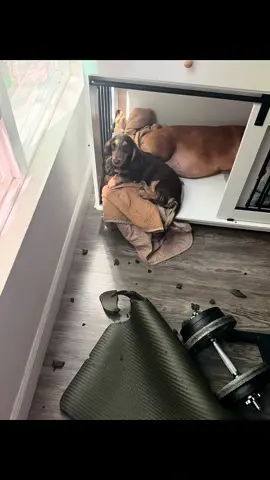 It obviously wasn’t me since im a good dog 😇🐾 #dachshund #cutedog #dachshundsoftiktok #TikTokCreatorSearchInsightsIncentive  