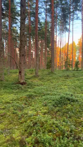 Russian forest #nature #Russia#recommendations #beautiful #forest  