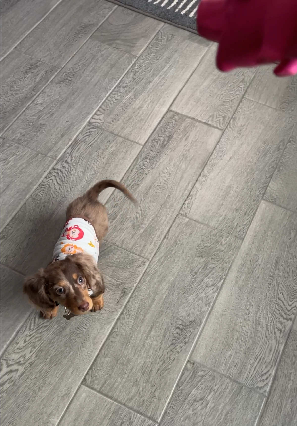 Outfit linked in my bio! In my Amazon storefront 🤍 #fyp #foryoupage #dachshundsoftiktok #dachshund #puppy 
