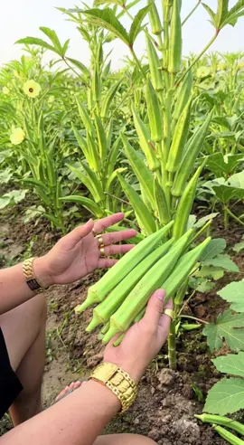 Hạt giống đậu bắp siêu trái chuẩn F1, giống chuẩn siêu trái, năng suất cao, trái to, mập mạp, kháng sâu bệnh tốt, dễ trồng tại nhà, tháng rưỡi thu hoạch, càng lặt càng ra nhiều, đậu bắp giòn tươi tự trồng #hatgiong #daubap #raucuqua #trongrausach #rausachnhatrong 