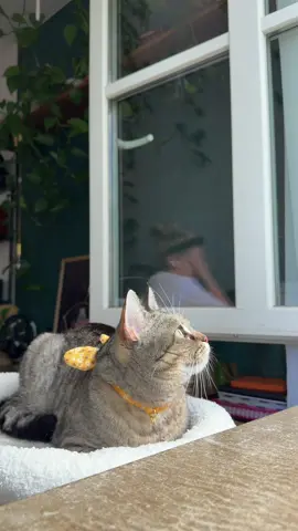 The queen demands fresh air. 👸#catsoftiktok #cattok #catlove #livingherbestlife 