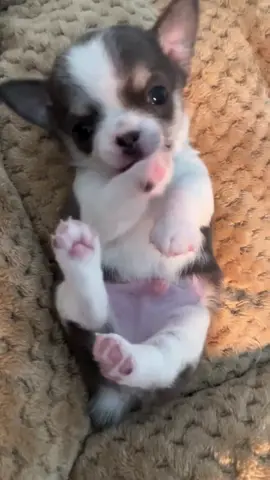 Double the cuteness, double the attitude! Who can resist these big Chihuahua eyes? Tag a friend who needs a little dose of puppy love today! He is now ready for adoption. #fypシ゚viral #goviral #chihuahuas #chihuahuastiktok #viral 