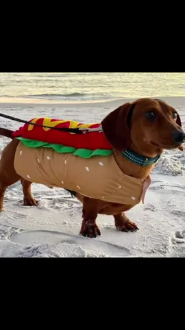 HOT DOGS🌭🌭🌭 #dachshundlove #hotdog #wienerdogs #таксалучшаясобака #таксики 