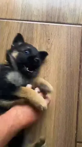 💙🐾 German Shepherd puppies ready for loving homes! 🇺🇸 #GermanShepherd #GSD #DogTok #PuppyTok #USAPets 