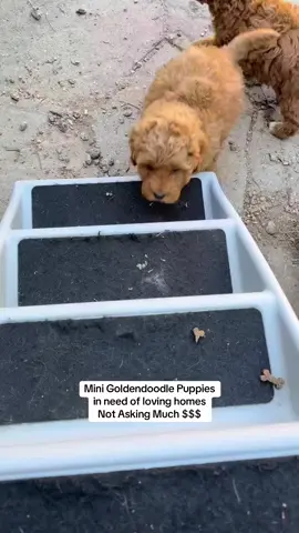 #Goldendoodle #DogTok #ViralDog #TrendingNow #fyp 