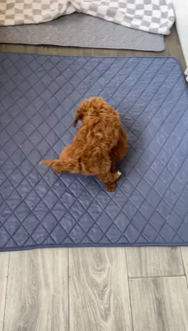 Last 2 POODLES LEFT!!! #fyp #toypoodle #minipoodle 