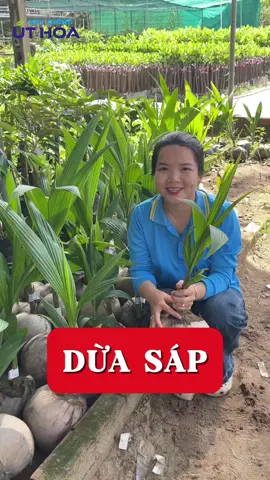 Dừa sáp nè bà con ơiiiii #caygionguthoa #dua #dưasap #caygiong 