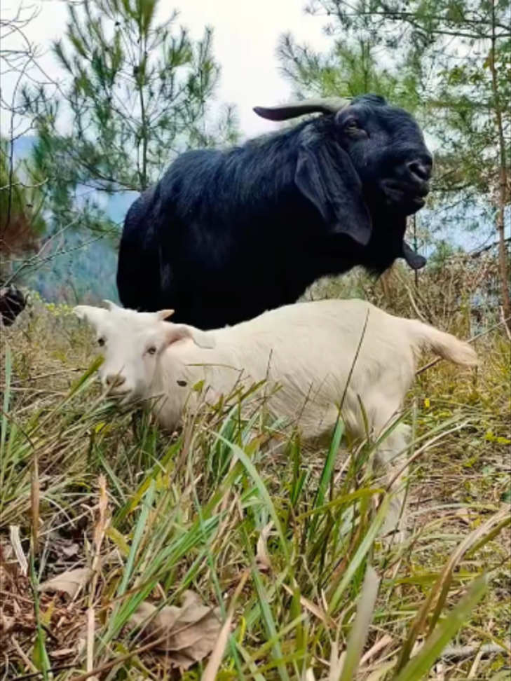 🐐🐐#my#goatvideo #youtubeshorts #beautifullgoats #viralshorts