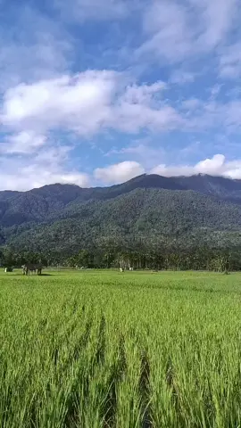 @KKN_AIA MANGGIH #kkn #fyp #sawah 