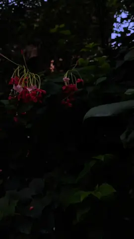 :)❤️‍🩹🥀
