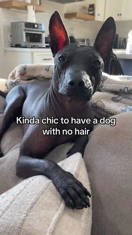 And they say this is the ugliest dog breed in the world….ugly where?? #hairlessdog #xoloitzcuintle #doglife 