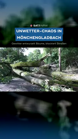 Sturmböen entwurzelten gestern Abend in Mönchengladbach unzählige Bäume. Das Gewitter sorgte für massive Verkehrsbehinderungen und Schäden in der ganzen Stadt. Wie die Menschen vor Ort mit der Situation umgehen, seht ihr im Video. #sat1nrw #sat1 #moenchengladbach #unwetter #gewitter #schäden #bäume #nrw #aktuell #nachrichten