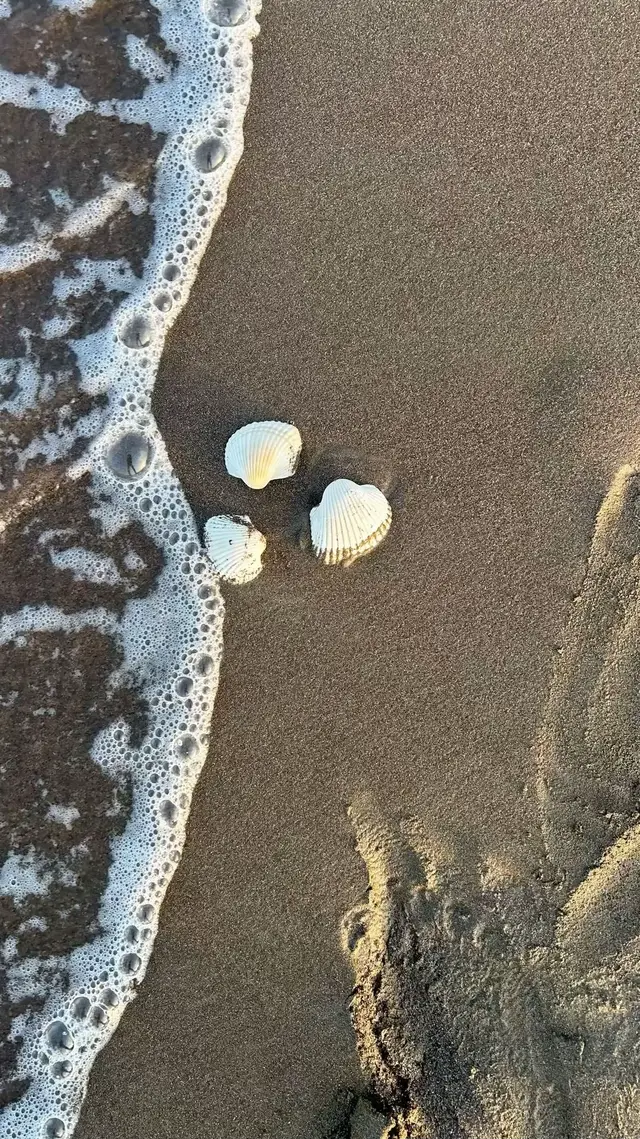 🤍🌊🐚