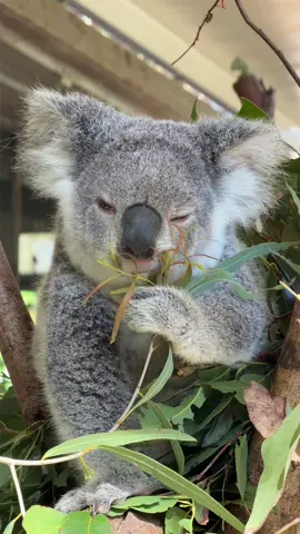 The sweetest babies 🐨 #koalas #koala #wildlife #australia #cute 
