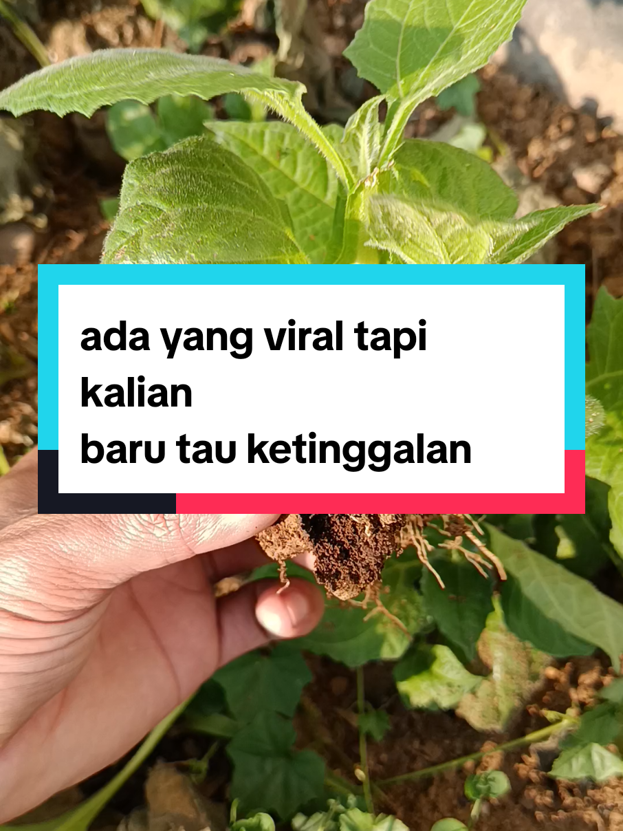 ngak lama, 6 bulan saja sudah bisa panen, . kok #petaniindonesia🇮🇩🇮🇩🇮🇩🌿🌿 #berkebun #bibitumbiyakon #bibitubiyakon #ubiyakon 