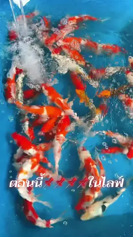 #ปลาคาร์ฟลูกนอก #ปลาคาร์ป #ปลาครับ #ด่วนนนนน🔥🔥🔥 #โครตหล่อโครตเท่ 
