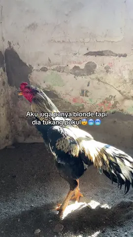#kediri24jam #ayammangonsuper #ayambangkoksuper #xyzbca #fypシ゚viral 