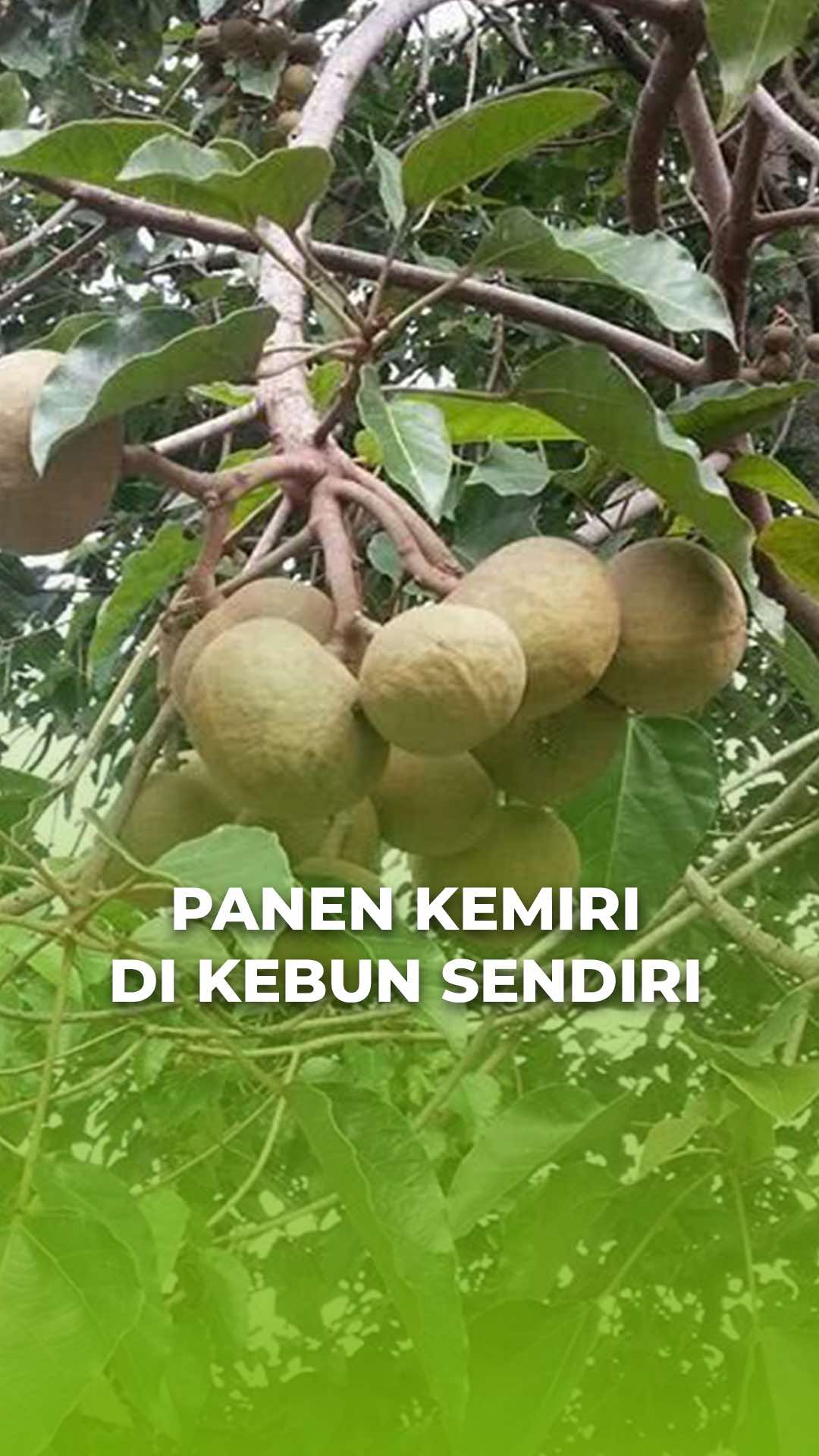 Mau punya pohon kemiri sendiri juga? Yuk siapkan bibit mu dan jangan lupa siapkan pupuk andalanmu yang ada di keranjang kuning ya😉 #gdm #gdmorganik #pupukorganik #pupukkemiri 