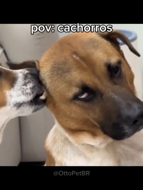É de fechar os zóio #cachorro #engraçado #humor