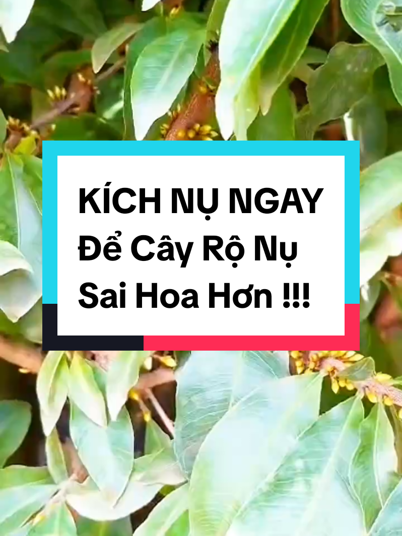 SỬ DỤNG ĐỀU ĐẶN COMBO KÍCH NỤ NÀY LÀ CÂY MAI CỦA MỌI NGƯỜI SẼ PHÂN HÓA MẦM HOA MẠNH HƠN, ĐỒNG LOẠT HƠN, NỤ CHẮC KHỎE, MẬP MẠP HƠN VÀ KHI TRỔ HOA SẼ TO HƠN VÀ ĐƯỢC BỀN MÀU HƠN !!! 📢 VÀI THÔNG TIN VỀ SẢN PHẨM CHO MỌI NGƯỜI THAM KHẢO: 👉 COMBO KÍCH NỤ MAI 📌 Công dụng : - Phân hóa mầm hoa mạnh, tạo mầm hoa đều, chắc chắn. - Lá nhanh già, giòn, xanh và dày. - Ra hoa tập trung, đồng loạt, hạn chế nghẹn hoa, chải đầu hoa. - Hoa nở to, tươi lâu, hạn chế đen mụn hoa. - Chống hình thành tầng rời, dai cuống, chống rụng hoa. 🔍 Hướng dẫn sử dụng : -Giai đoạn tạo mầm : Dùng 20g cho 20 lít. Gói 200g sử dụng 200 lít nước. Có thể sử dụng lại lần 2 sau 7 – 10 ngày. #maivang  #muabanmaivang #xuhuong  #xuhuongtiktok  #viral 