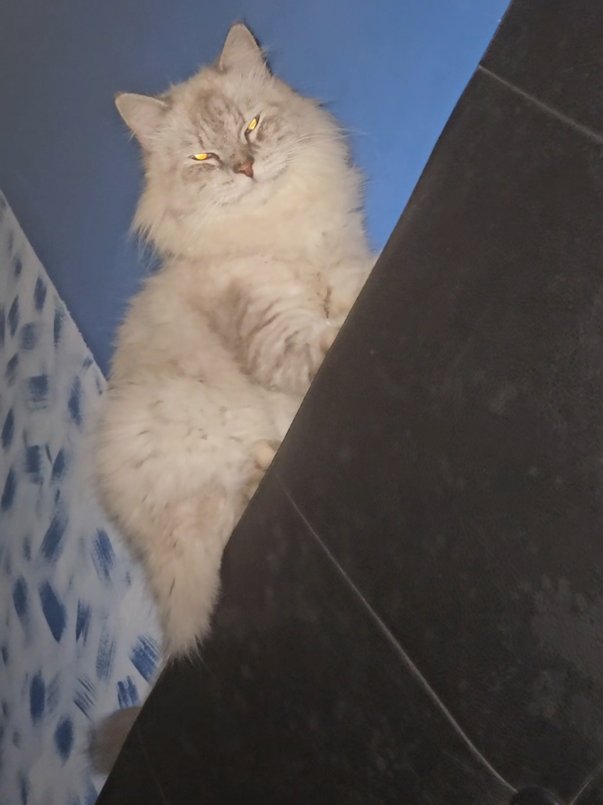 aw her lil hiccup #cat 