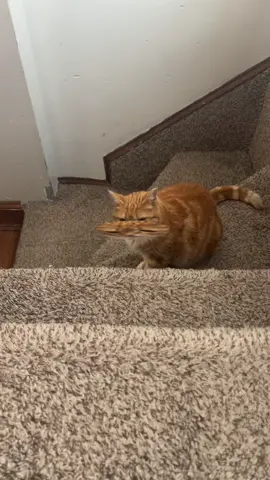 #orangecat #cattok #cutecats #catsoftiktok 