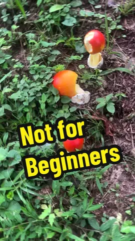 Cesar mushrooms! They are NOT a beginner’s mushroom. #mushroom #foraging #food #Summer 