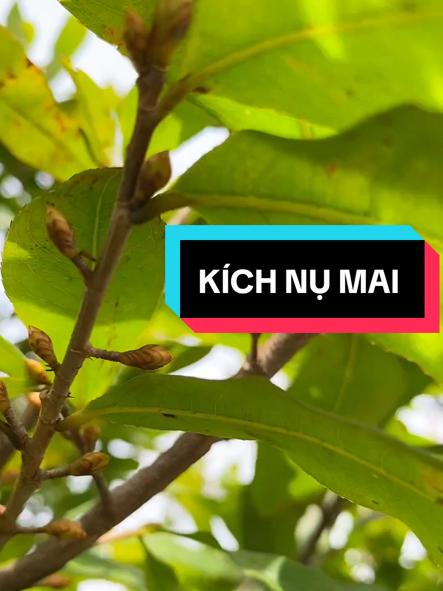 Kích nụ mai vàng 