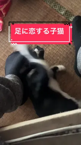 おれの足はくさいです　#猫　#臭い 