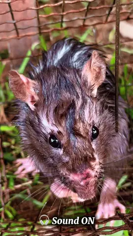 POV: I looked a little closer… and this tiny visitor completely stole the moment. 🐭✨ Those curious little eyes say it all. 👀 #m#mousea#animalsoftiktokfyp 