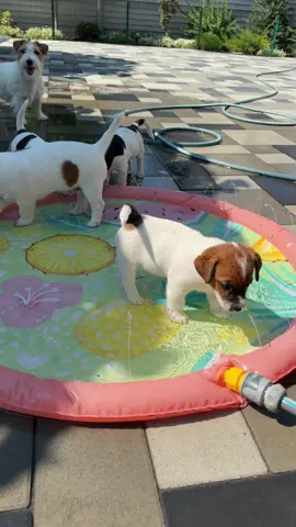 #jackrussell 