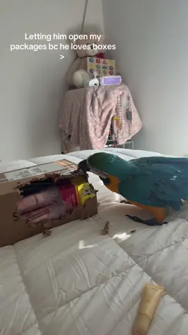 #bird #birdtok #macaw #exoticpet #cutepet