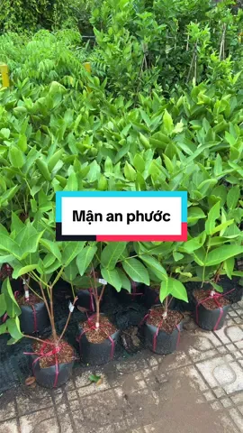 Về lô mận An Phước đẹp xuất sắc luôn anh chị ơi. #caygiong #man #mananphuoc #anphuoc 