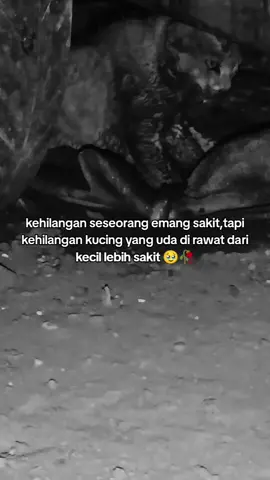 harus kuat ya utu kmu pasti sembuh kok nanti kita main lagi ya nanti utu mau makan chiki atau daging nanti di beliin biar kamu sehat lagi,kalo kmu gada siapa yang bakal nemenin aku tidur, kalo utu uda sehat lagi nanti kita bls ya yang udah jahatin utu, MAKASI UDA NEMENIN AKU SELAMA 3 TAHUN KAMU HARUS SEHAT AND KUAT LAGI YA UTU 🥹🥀 #kucingkeracunan #kucingimut #fypage #masukbranda #xyzcba 