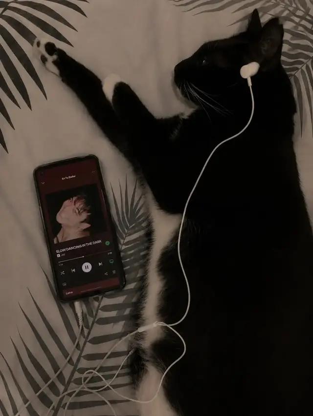 SLOW DANCING IN THE Dark - Joji #joji #musica #fyp #gato 