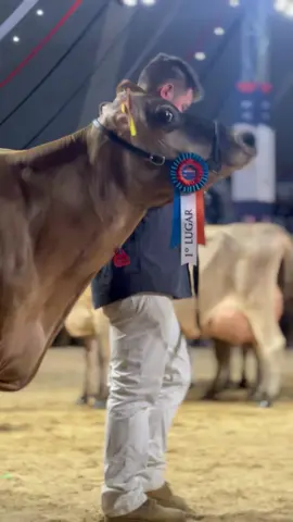 Tri grande campeã da raça Jersey!!  Nanda Celebrity Avistoso EX 97 @Schu  . #viralvideo #agroleite #castrolanda #vaca #jersey 