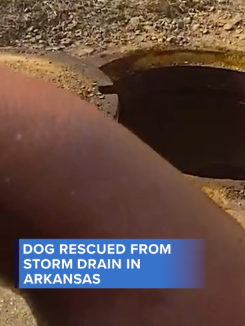 Police in Arkansas helped rescue a dog that had somehow gotten stuck inside a storm drain.