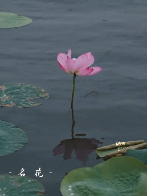 🪷 Summer in Zhenjiang is the season of lotus flowers. Stroll by the ponds, admire the elegant blooms dancing in the breeze, and enjoy the refreshing beauty of lotus season. #lotus #TravelTok #ScenicViews #Nature #SlowLife