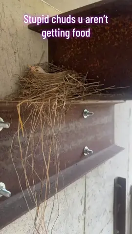 Yea albino or whatever #fyp #bird