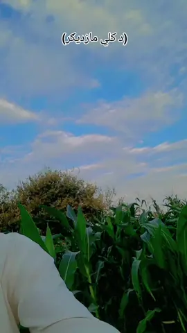#fyp #foryou #viralvideo#500kviews @Musharaf Khan Silab 