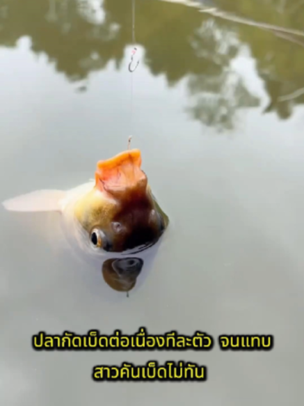 #เหยื่อหนอนแดง #เหยื่อตกปลา #ตกปลา #สายตกปลา #นักตกปลา #ตกปลาลำธาร #ตกปลาน้ำจืด #ตกปลาธรรมชาติ #เหยื่อสูตรเด็ด #เหยื่อปลา #ปลากินไว #อุปกรณ์ตกปลา #ของดีบอกต่อ #TikTokShopTH #โปรแรง