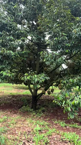 45k chủ bao cơm, còn gì để thua nữa ae. Dứt.