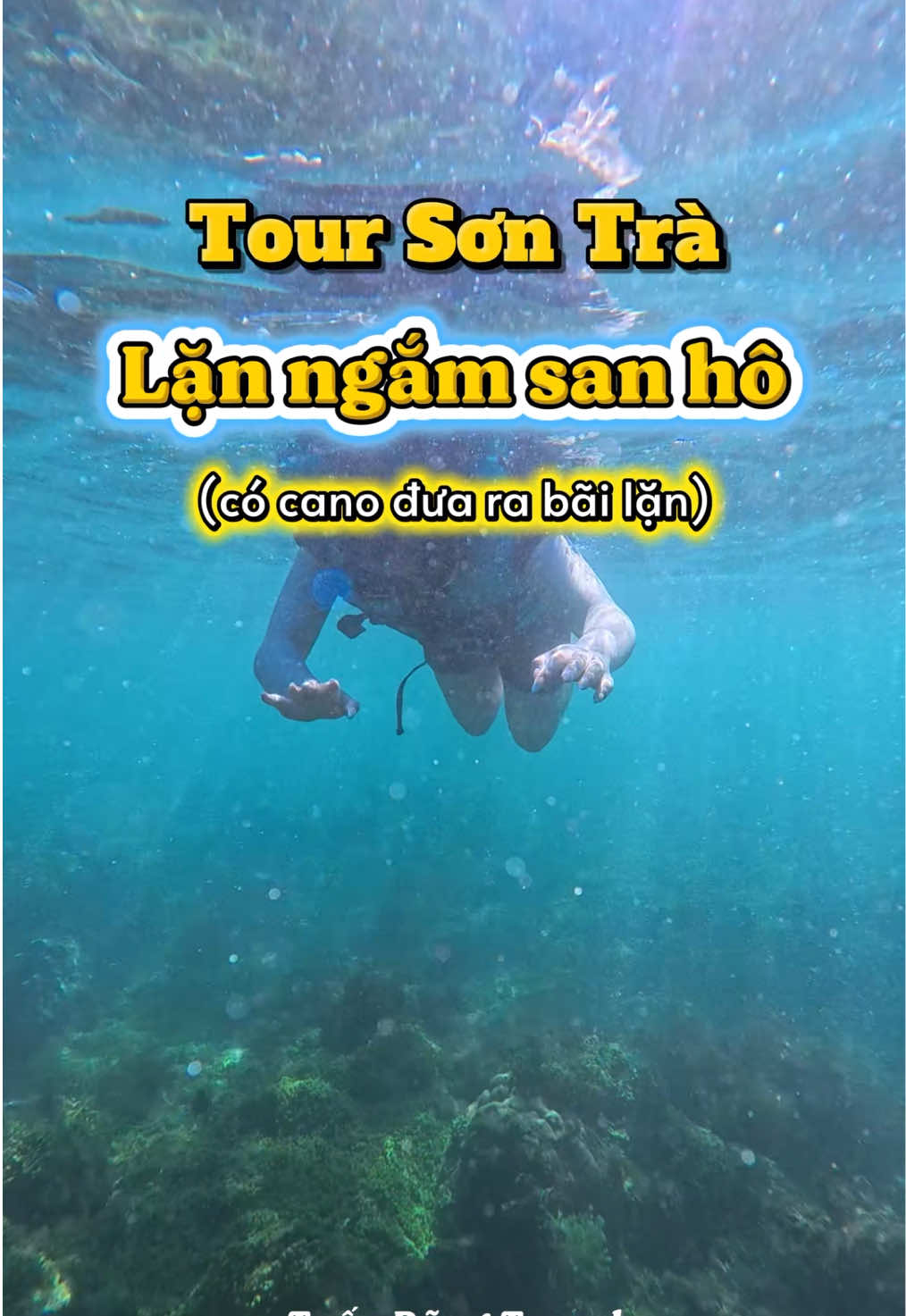 Tour lặn ngắm san hô Sơn Trà #danang #tourdanang #dulichdanang #thoitietdanang 