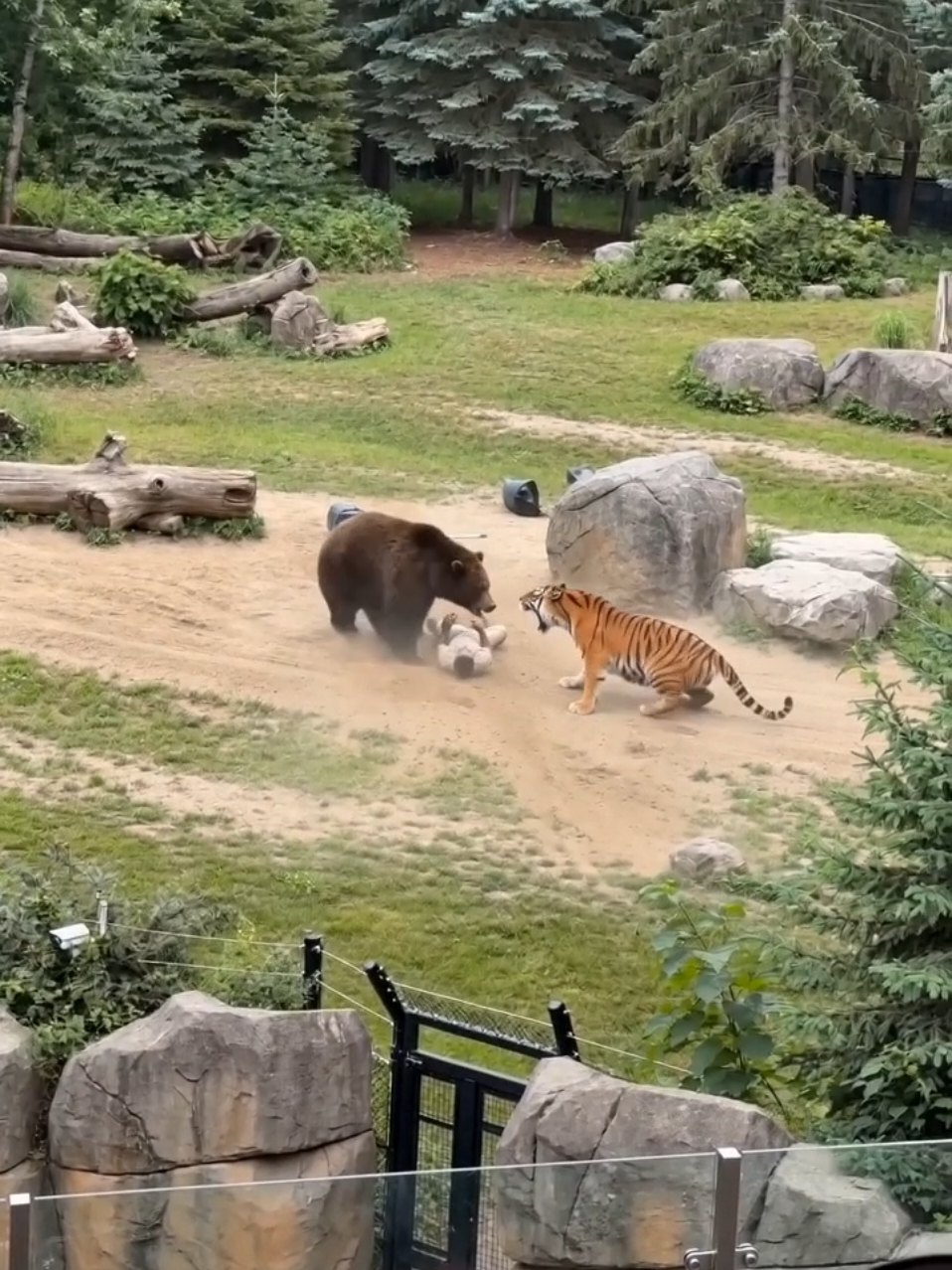 Tiger Save Zookeeper Life From Bear 🐻 #foryoupage #tiger #zoolife #wildlife #savelife 