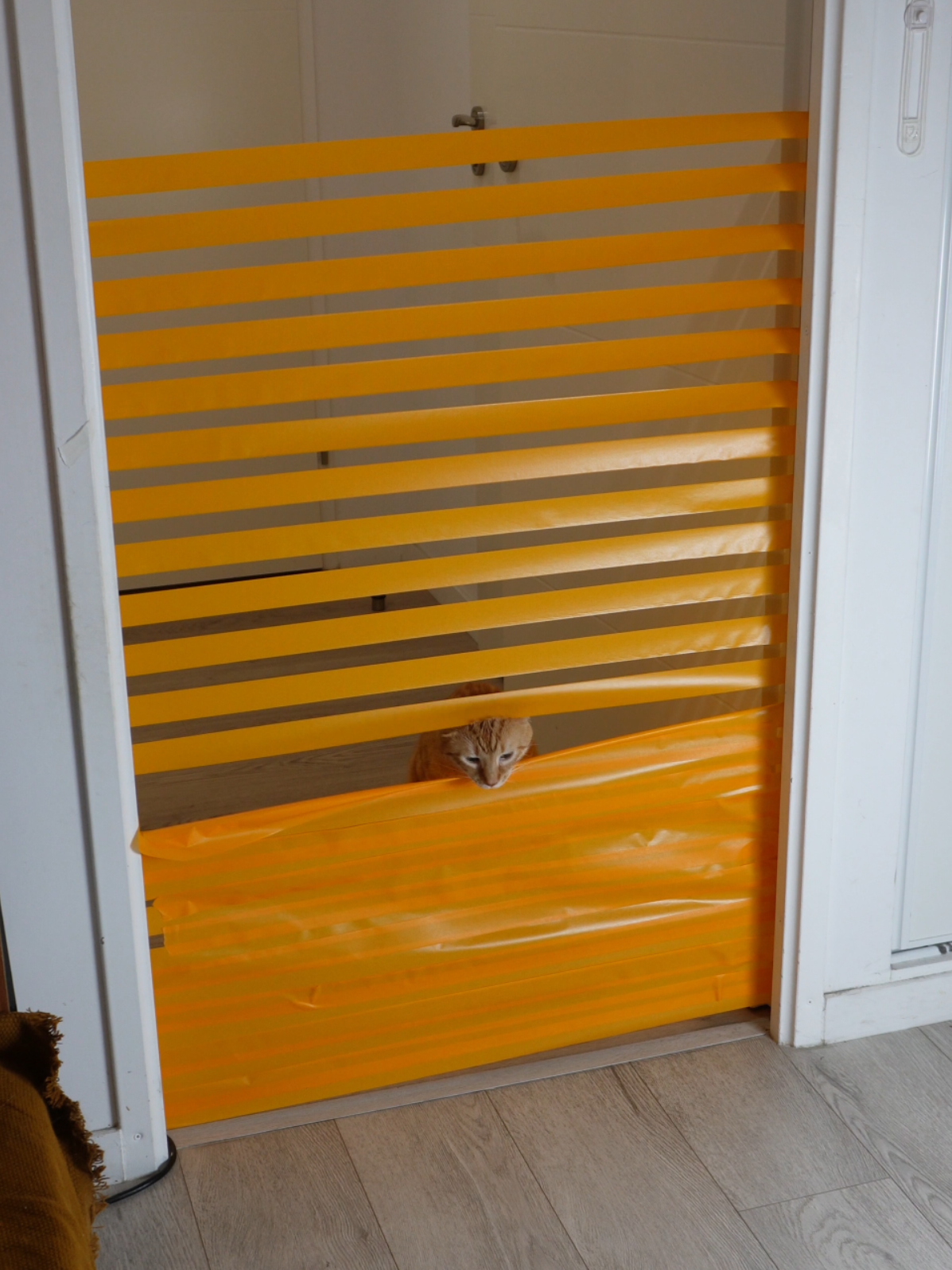 De plus en plus haut jusqu’a ..  #chat #cat #challenge #catchallenge #jump 