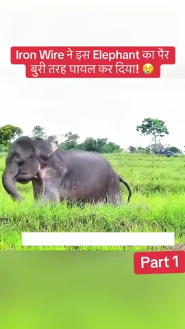 Iron Wire ने इस Elephant का पैर बुरी तरह घायल कर दिया! 😢 #animalrescue #wildlife #Adventure #wildfireprevention #shortstories 