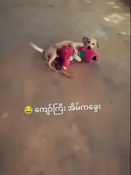 😂😂#funny #dog